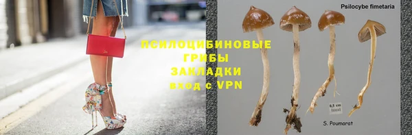 сатива Новозыбков