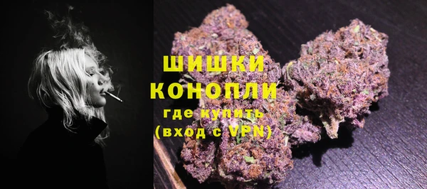 сатива Новозыбков