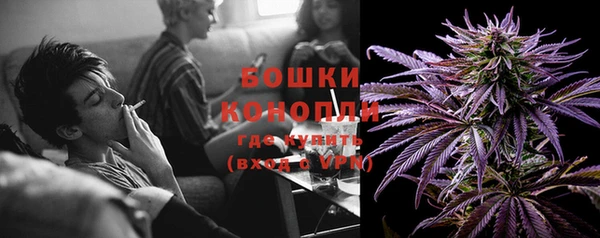 сатива Новозыбков