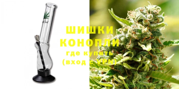 сатива Новозыбков